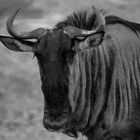 Gnu