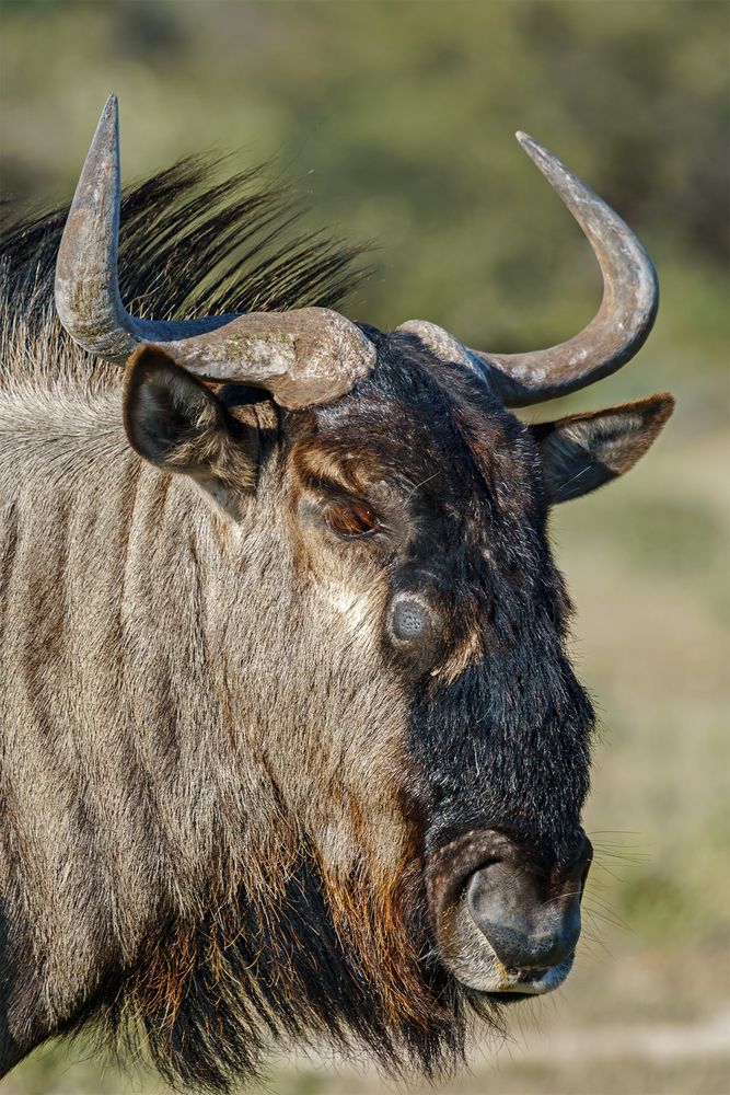 Gnu