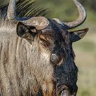 Gnu