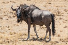 Gnu