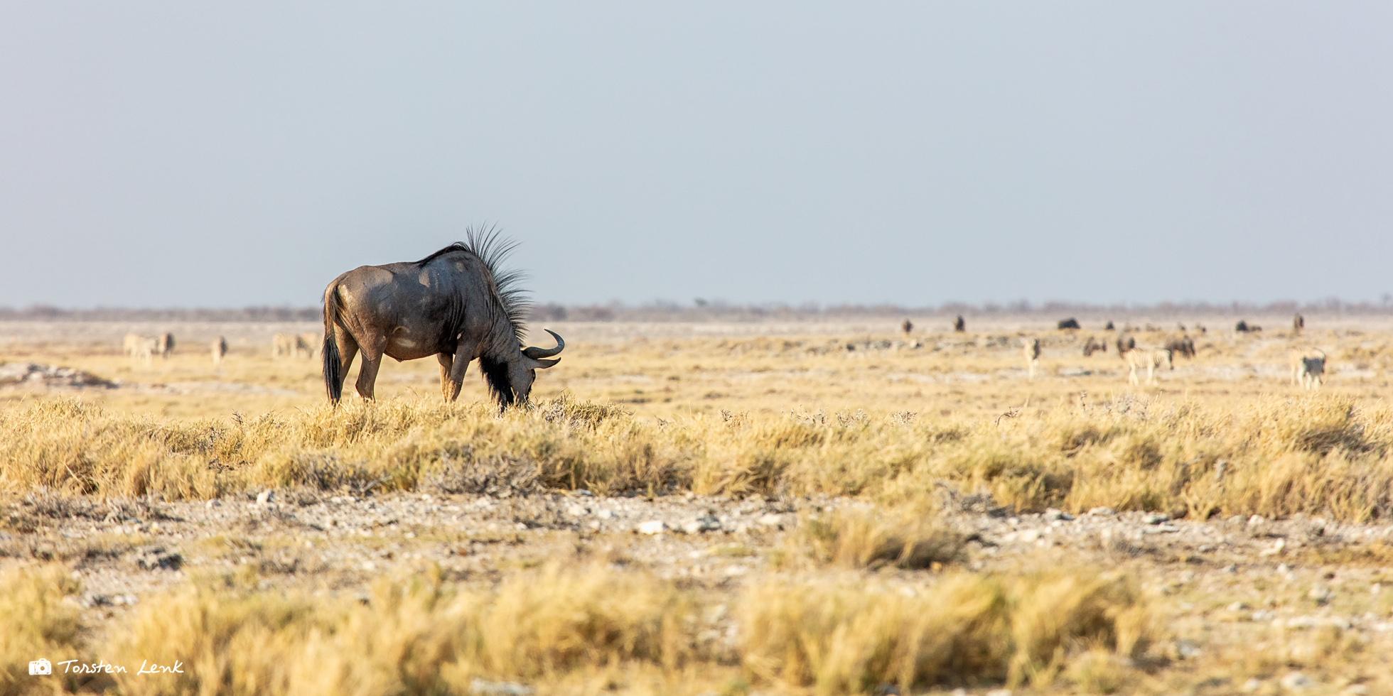 Gnu Foto Bild Africa Southern Africa Namibia Bilder Auf Fotocommunity