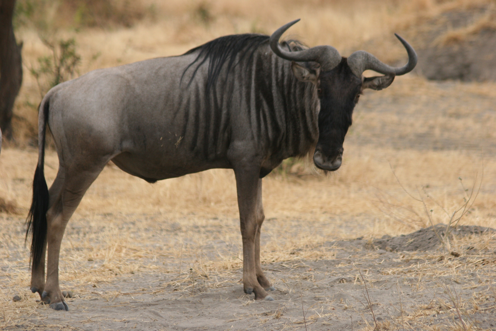 Gnu