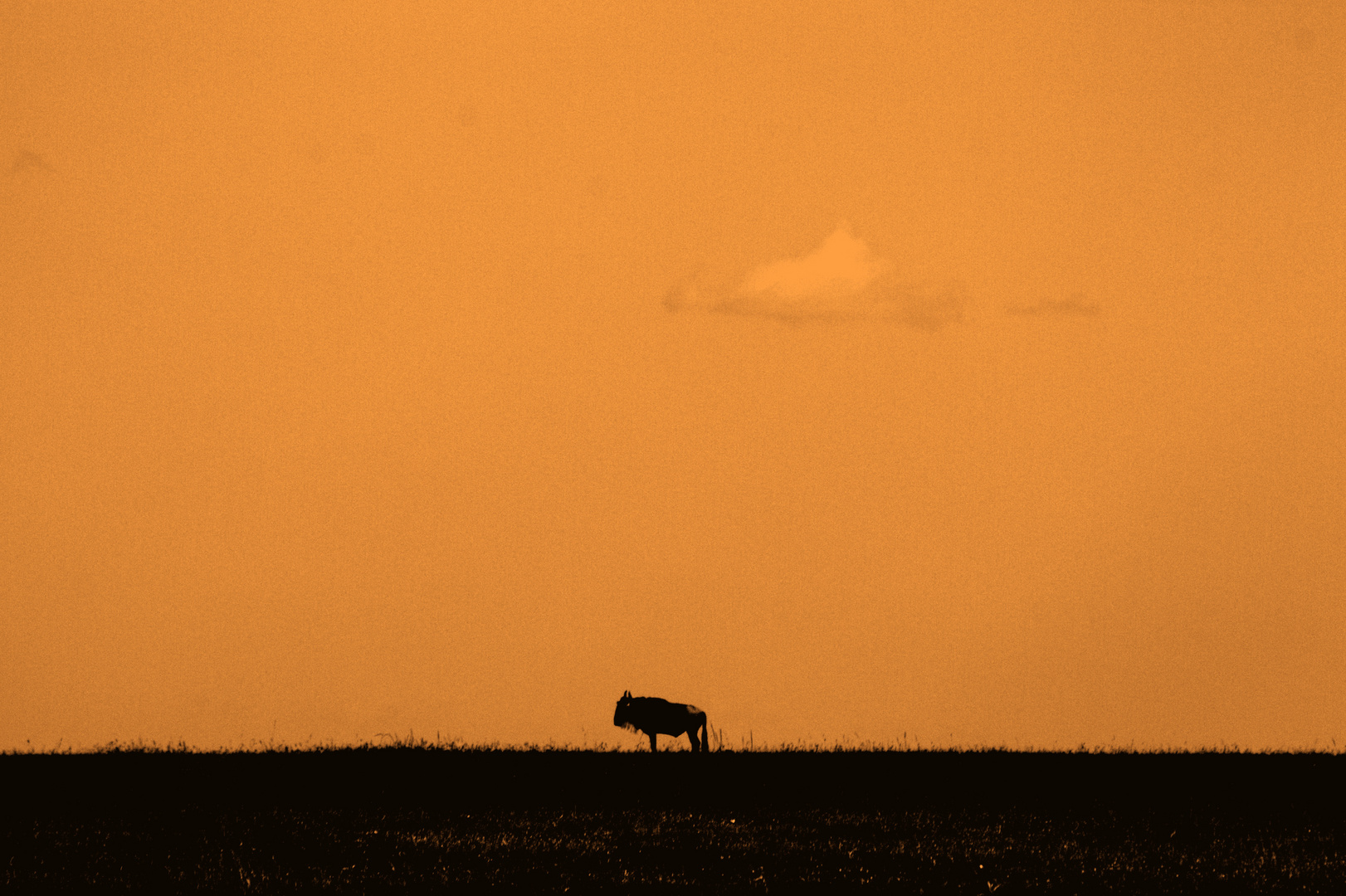 Gnu am Horizont