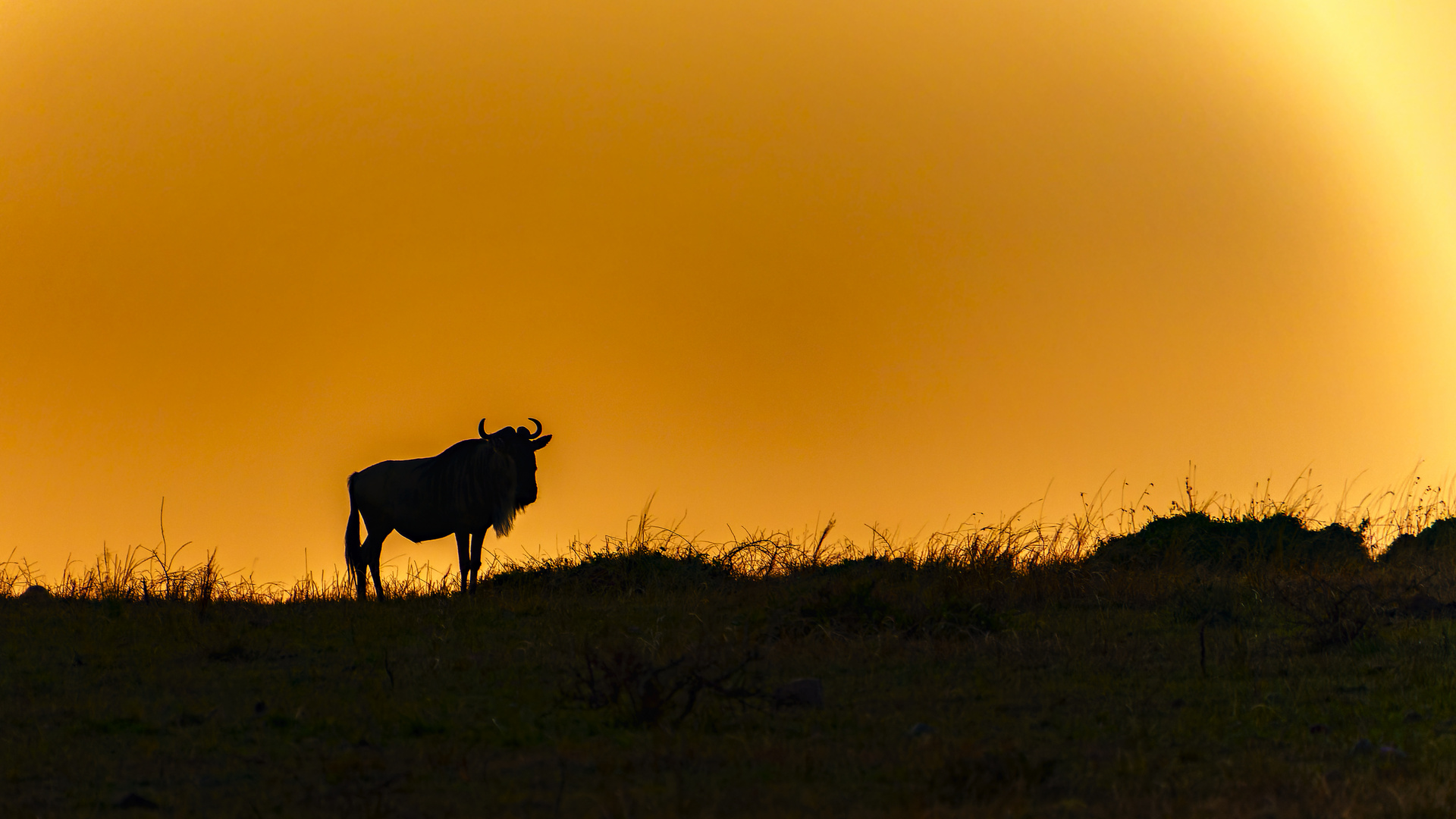 Gnu am Morgen, Massai Mara, 2021.08.04