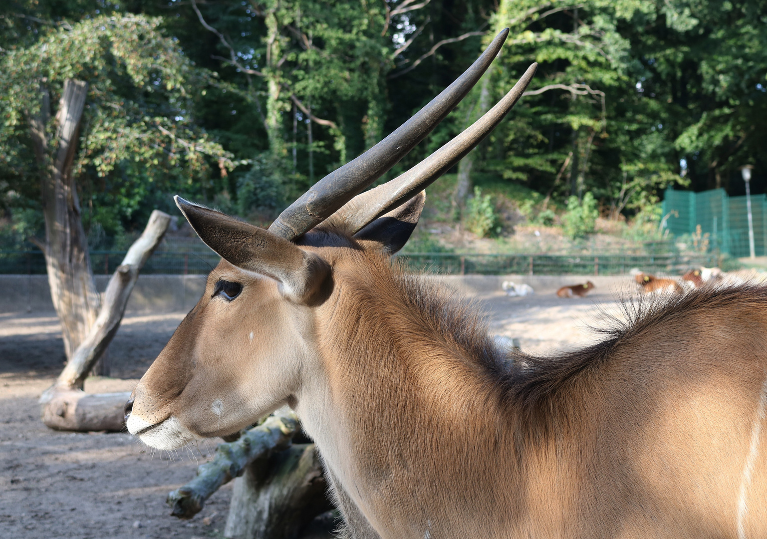 Gnu Antilope im Tierpark Gettorf