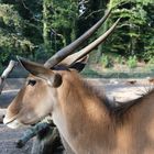 Gnu Antilope im Tierpark Gettorf