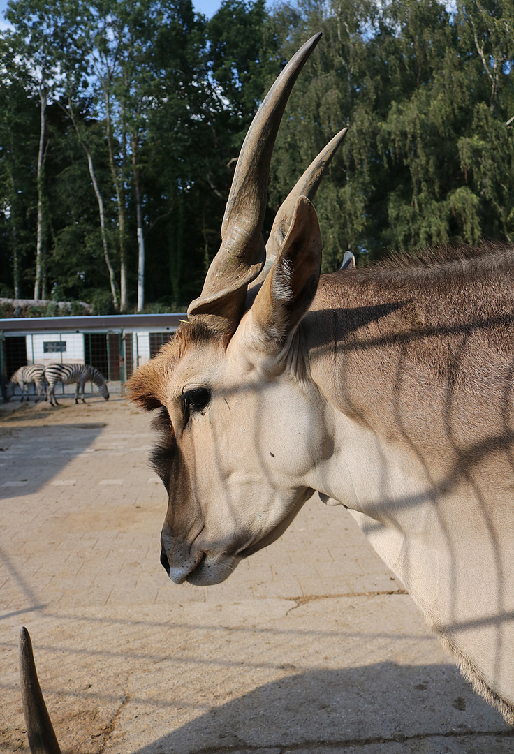 Gnu Antilope Tierpark Gettorf