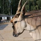 Gnu Antilope Tierpark Gettorf