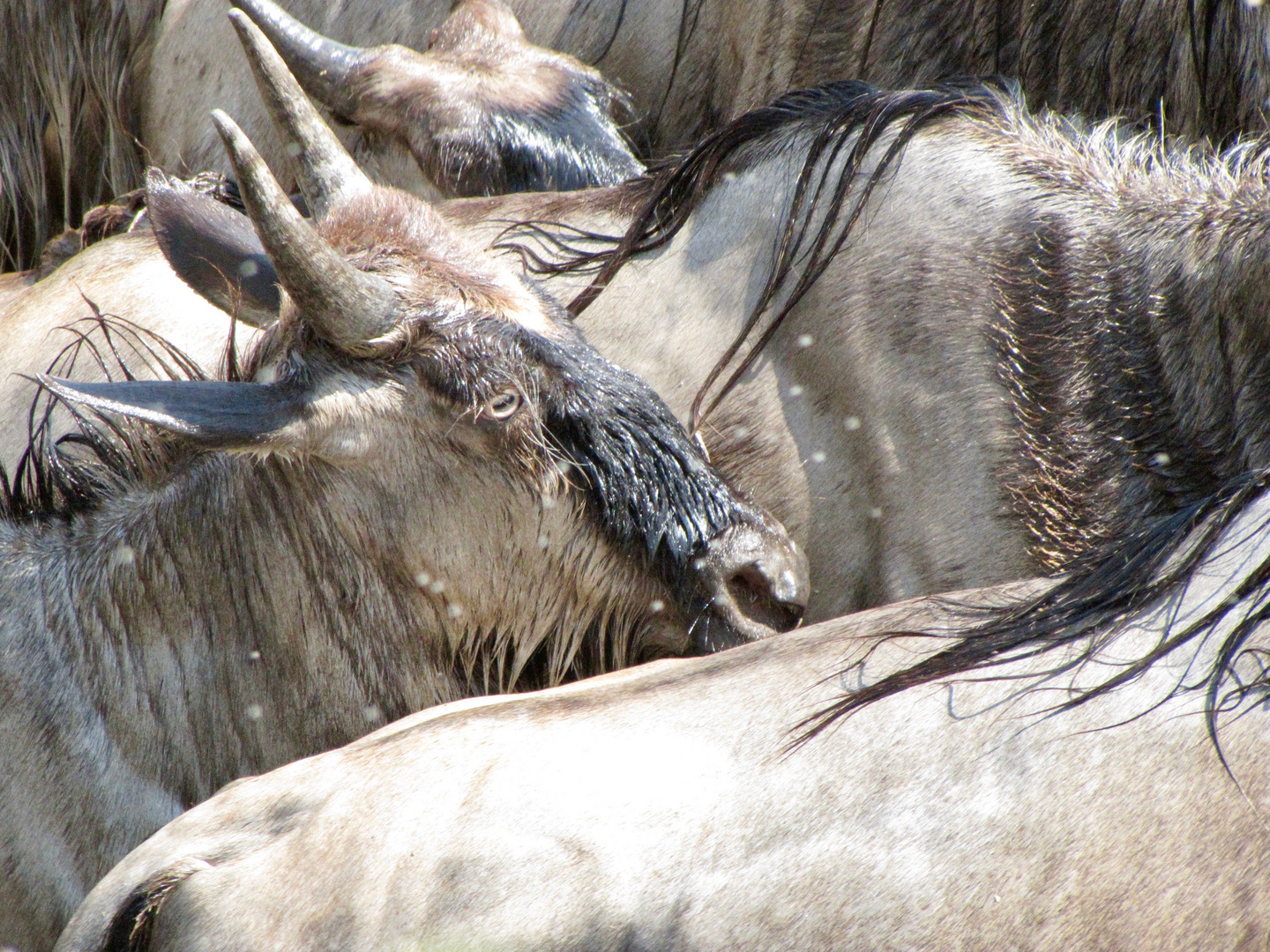 Gnu auf Wanderung