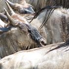 Gnu auf Wanderung