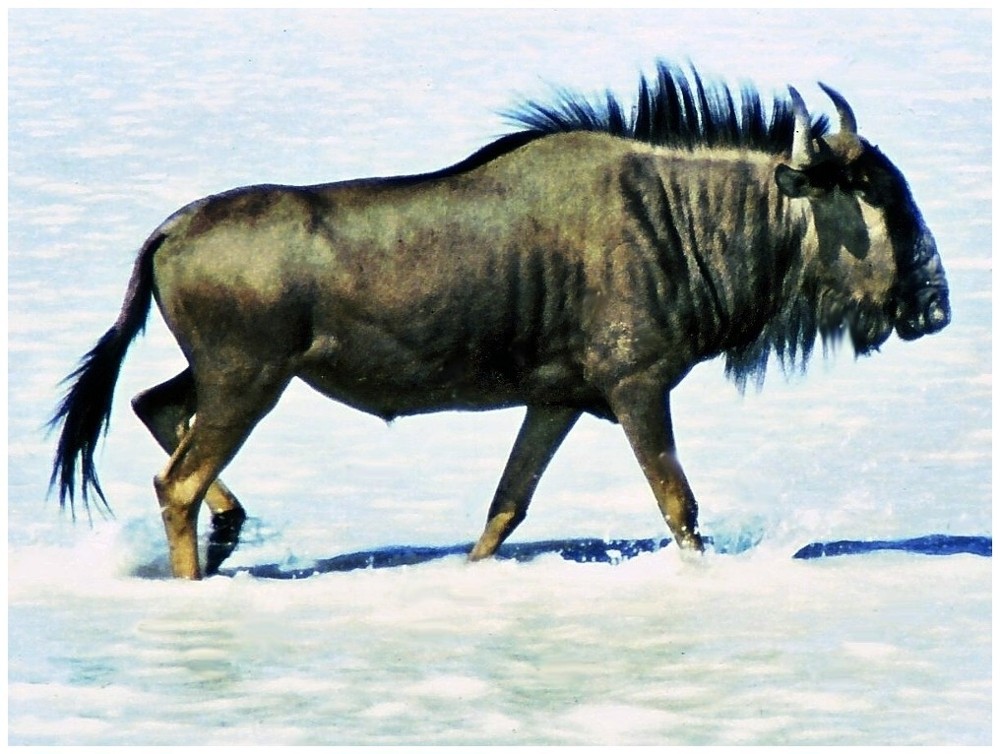 Gnu beim Kneipen