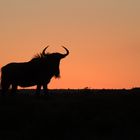 Gnu beim Sonnenuntergang