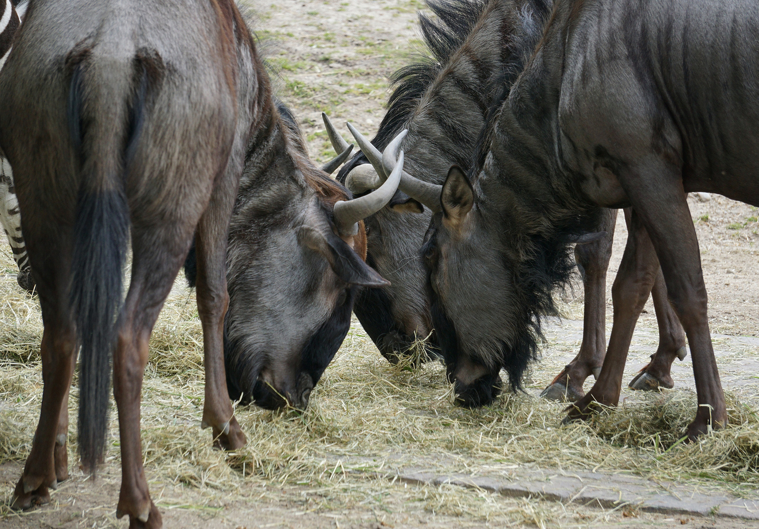 Gnu Besprechung Foto Bild Munster Zoo Afrika Bilder Auf Fotocommunity