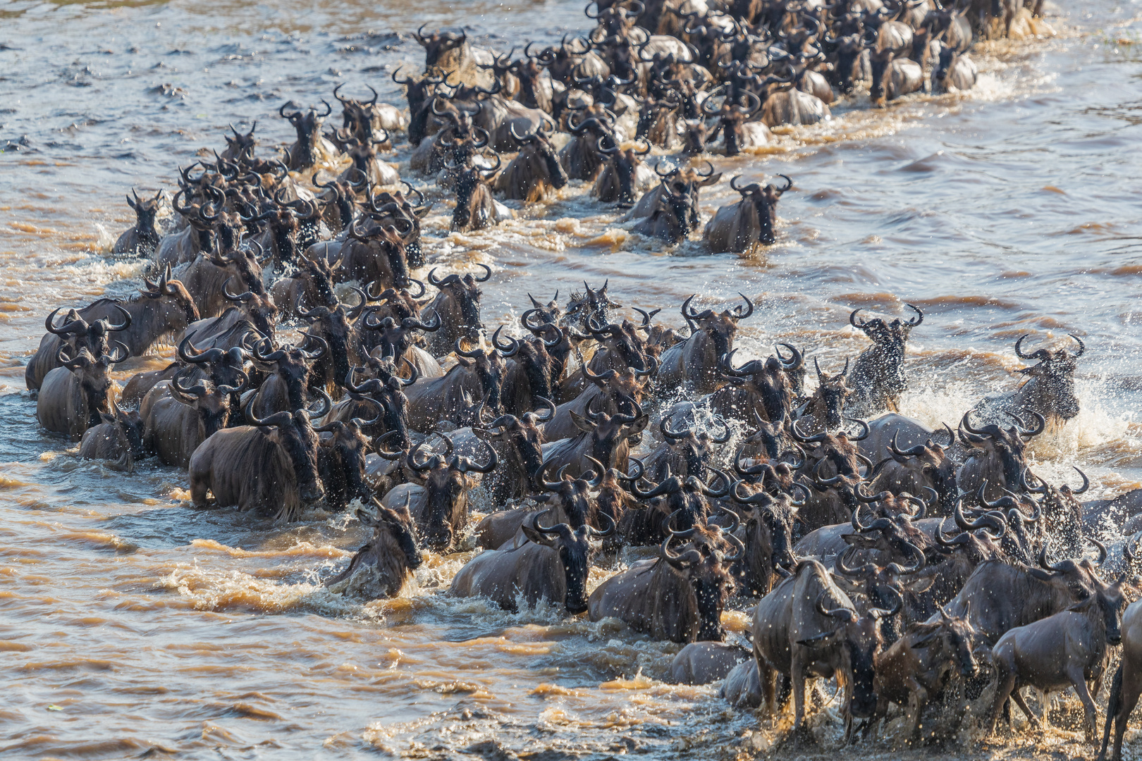 Gnu Crossing am Mara I