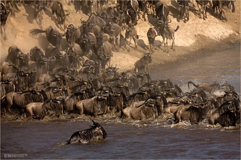 Gnu-Crossing am Mara River (1)