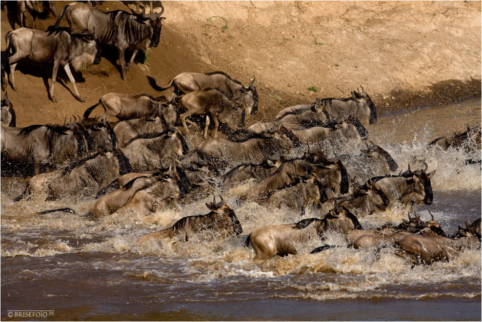 Gnu-Crossing am Mara River (3)