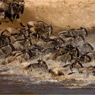 Gnu-Crossing am Mara River (3)