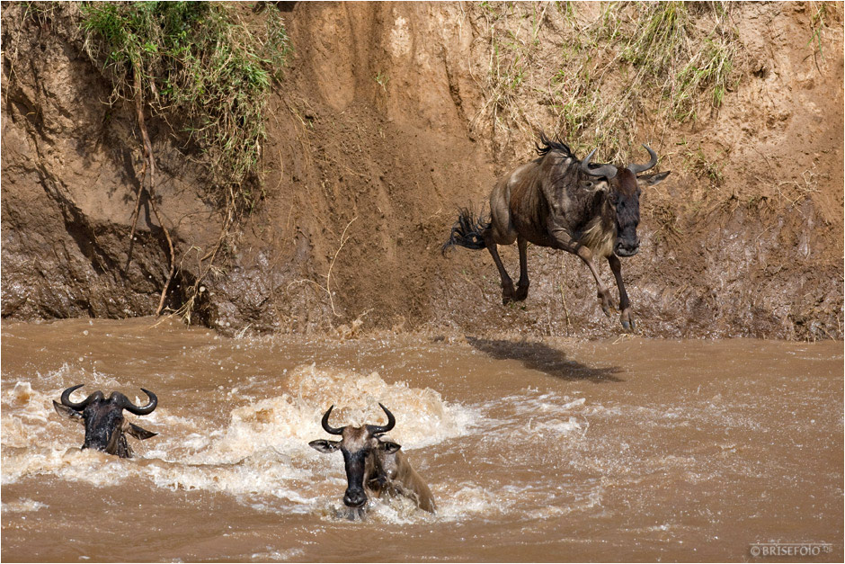 Gnu-Crossing am Mara River (5)