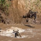 Gnu-Crossing am Mara River (5)