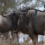 gnu del serengeti