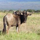 Gnu