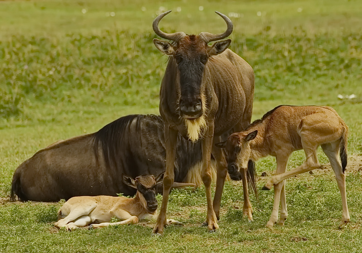 Gnu Familie Foto Bild Africa Eastern Africa Tanzania Bilder Auf Fotocommunity