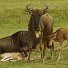 Gnu-Familie