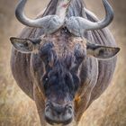 Gnu 