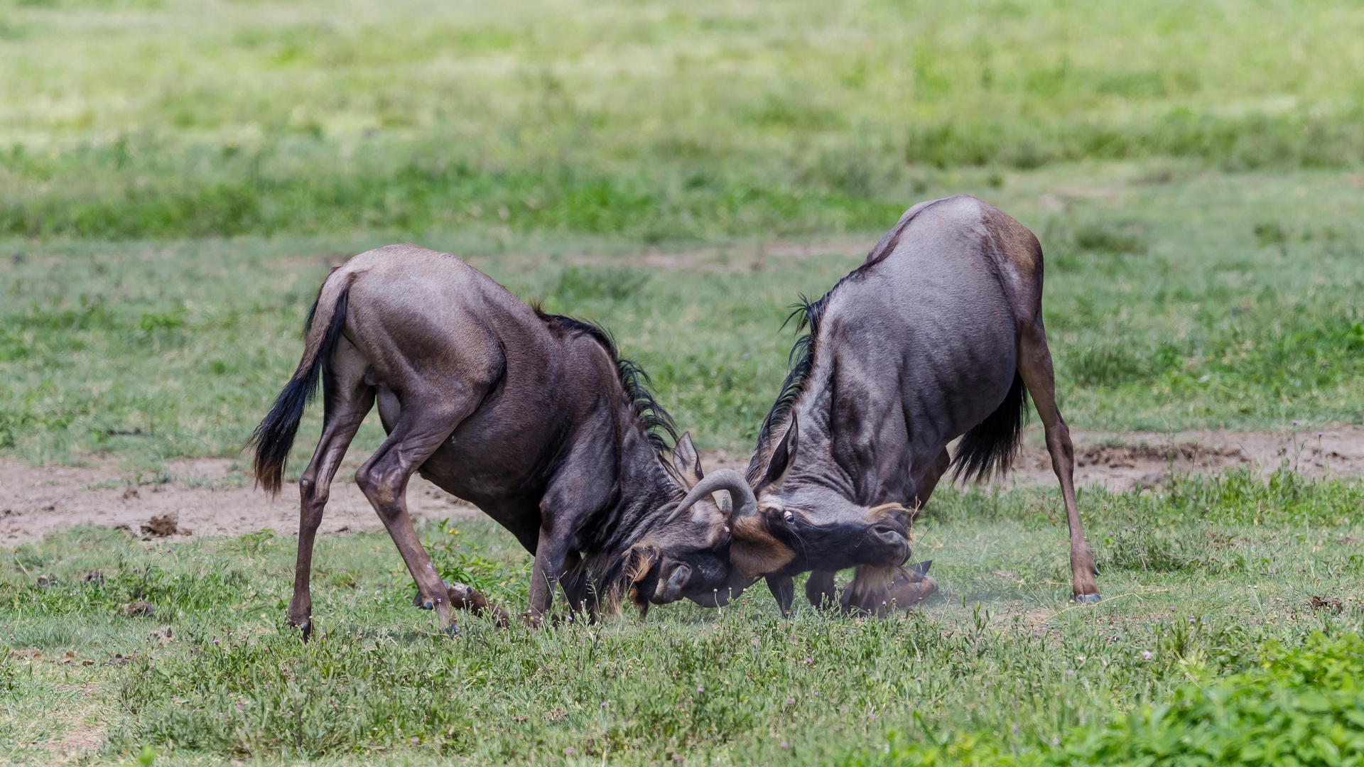 Gnu-Fight Ngorongoro Krater-6775