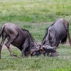 Gnu-Fight Ngorongoro Krater-6775