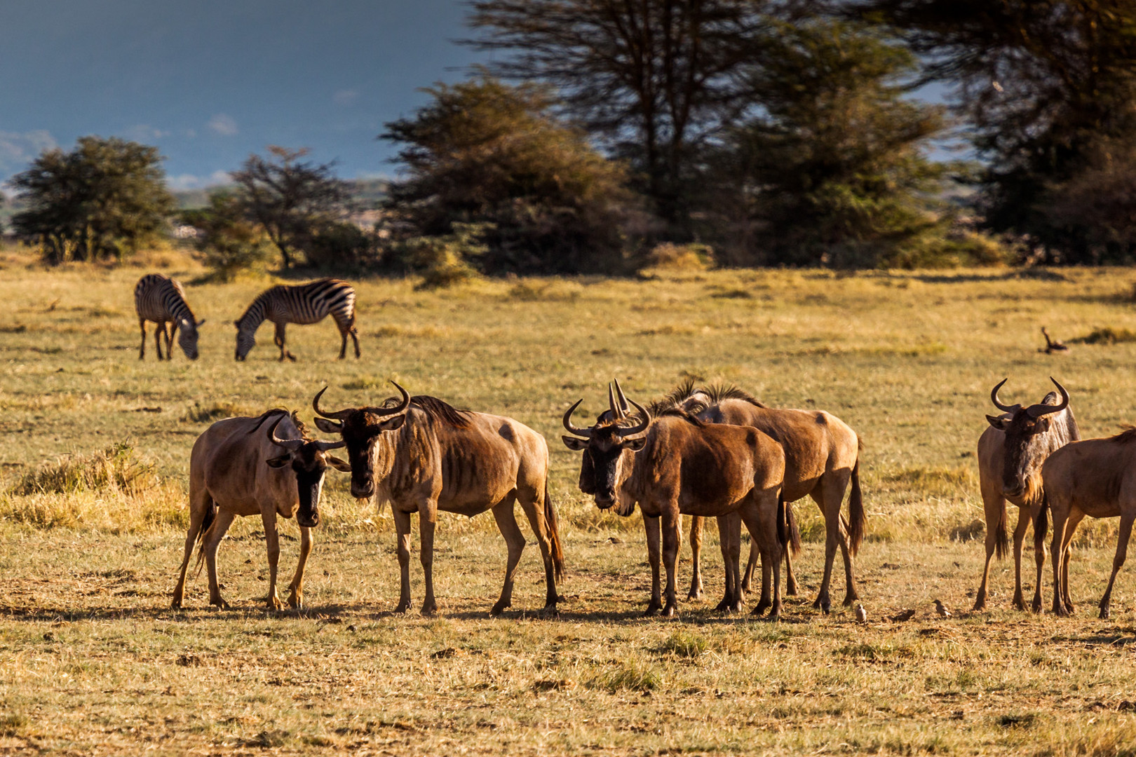 Gnu Herde Foto Bild Tiere Wildlife Saugetiere Bilder Auf Fotocommunity
