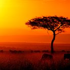 Gnu-Herde im Masai Mara Nationalpark in Kenia