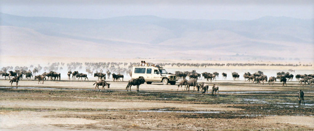 Gnu-Herde im Ngorongo Krater