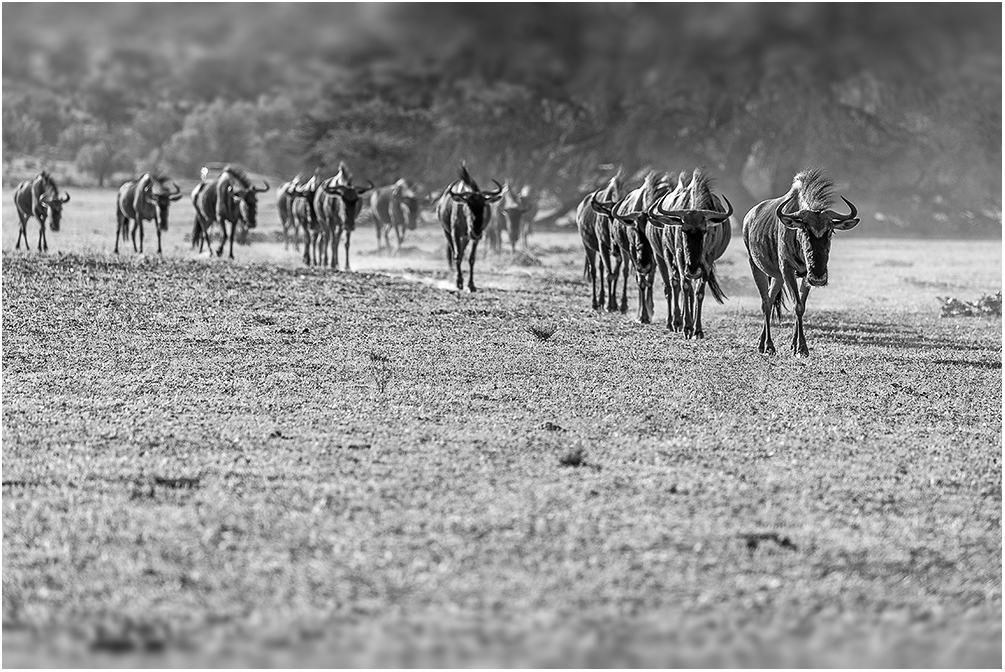 Gnu Herde in der Kalahari