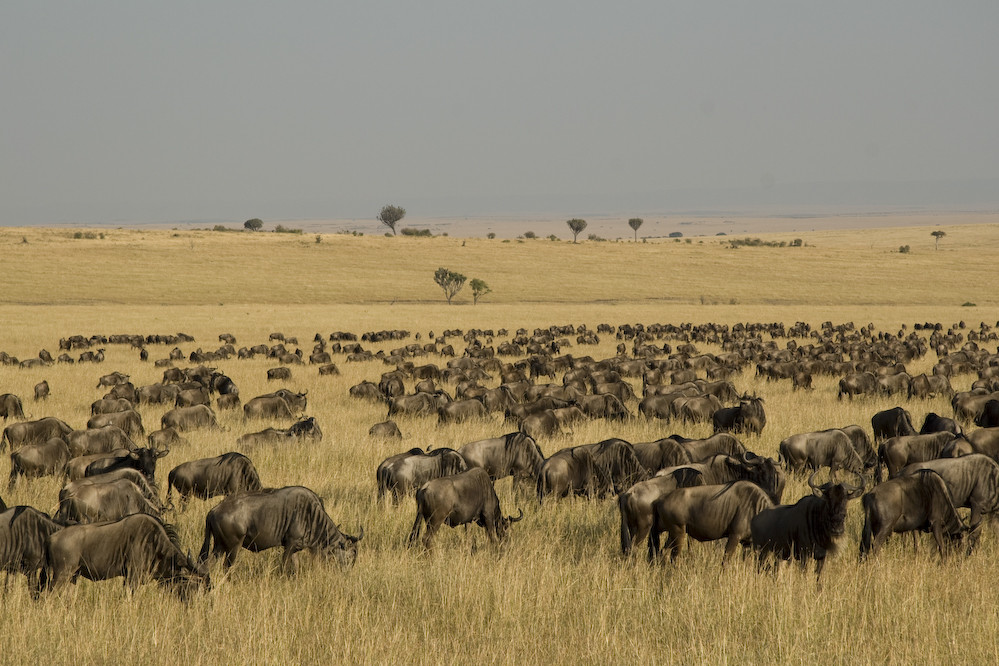 Gnu Herde in der Masai Mara (Kenia)