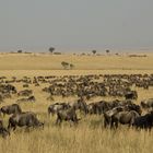 Gnu Herde in der Masai Mara (Kenia)