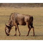 Gnu im Manyara Nat. Park