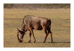 Gnu im Manyara Nat. Park