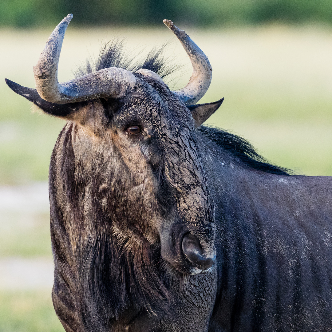 Gnu Im Savuti Foto Bild Africa Southern Africa Tiere Bilder Auf Fotocommunity