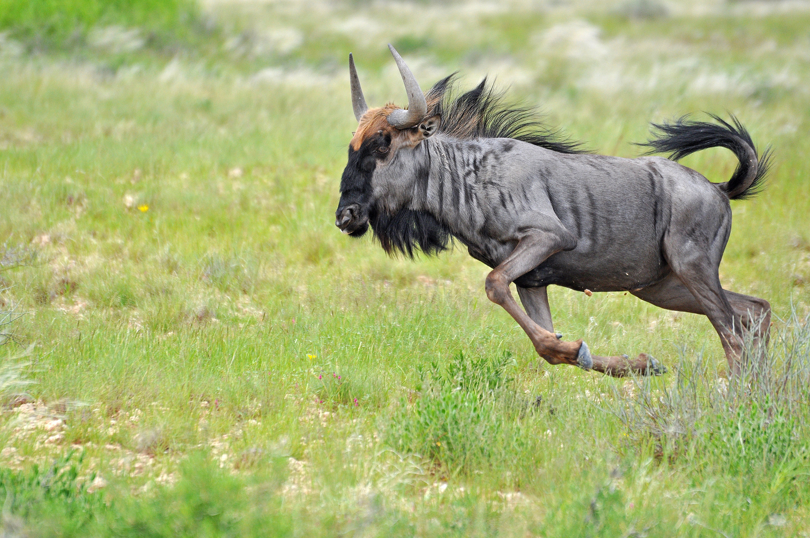 Gnu im Sprint - 2