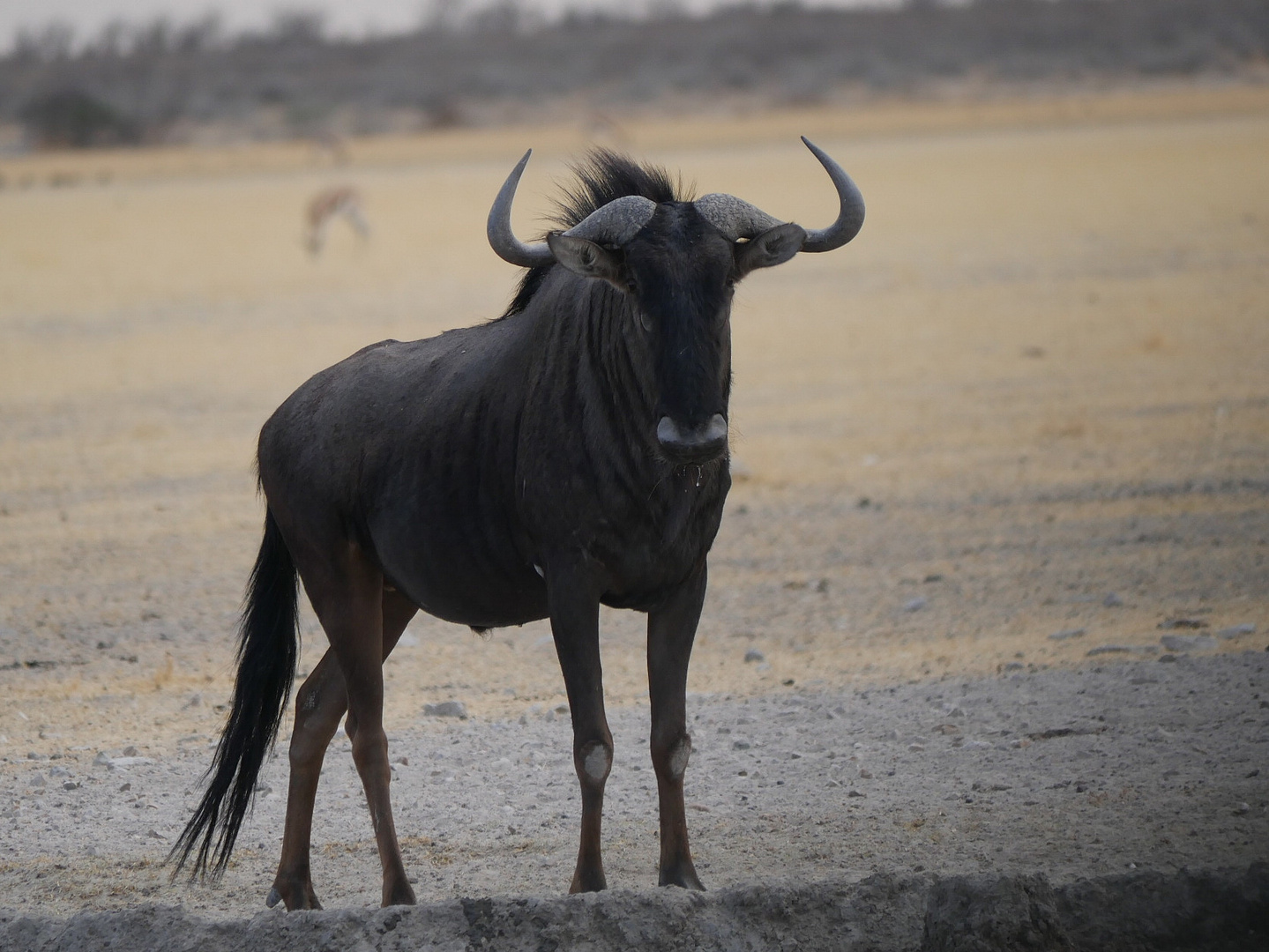 Gnu in der Steppe