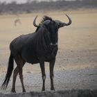 Gnu in der Steppe