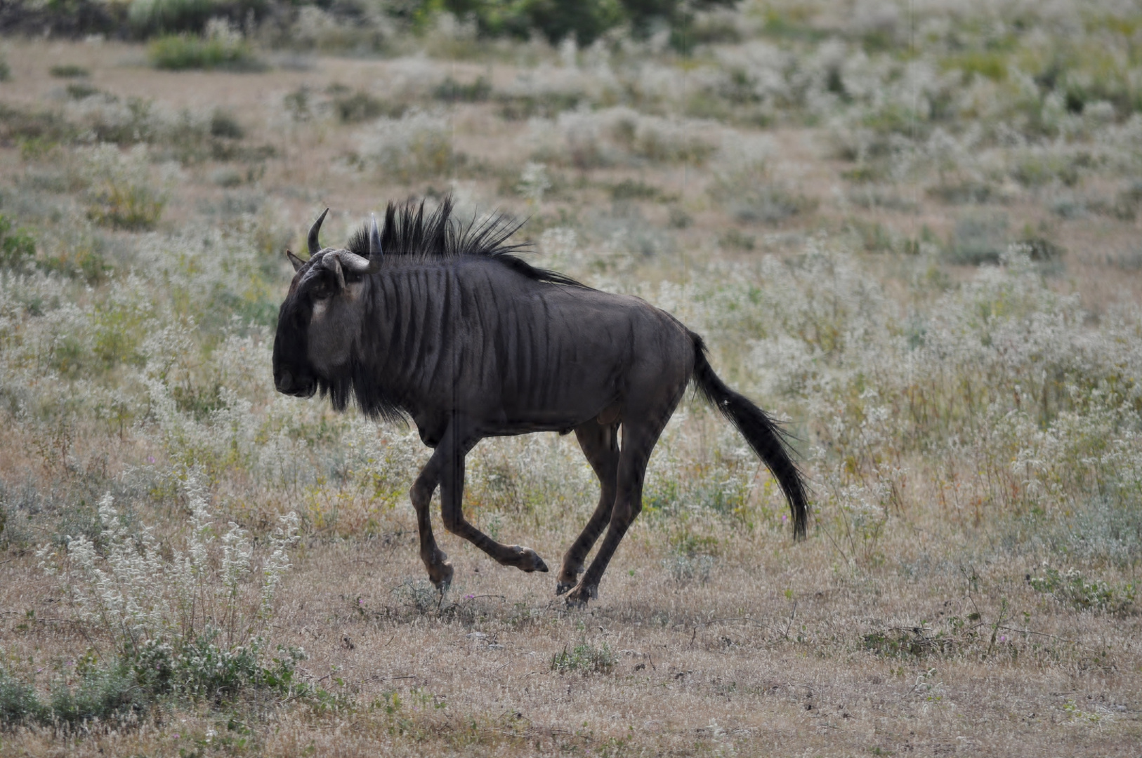 Gnu in Eile