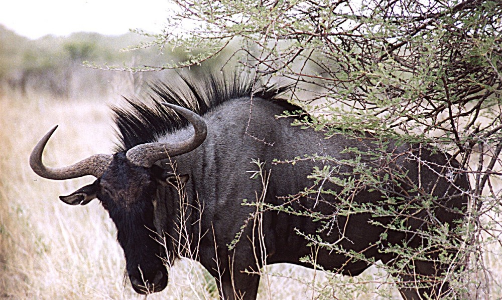 Gnu in Etosha