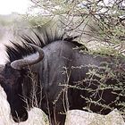 Gnu in Etosha