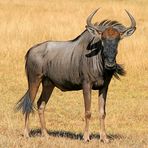 Gnu in Südafrika