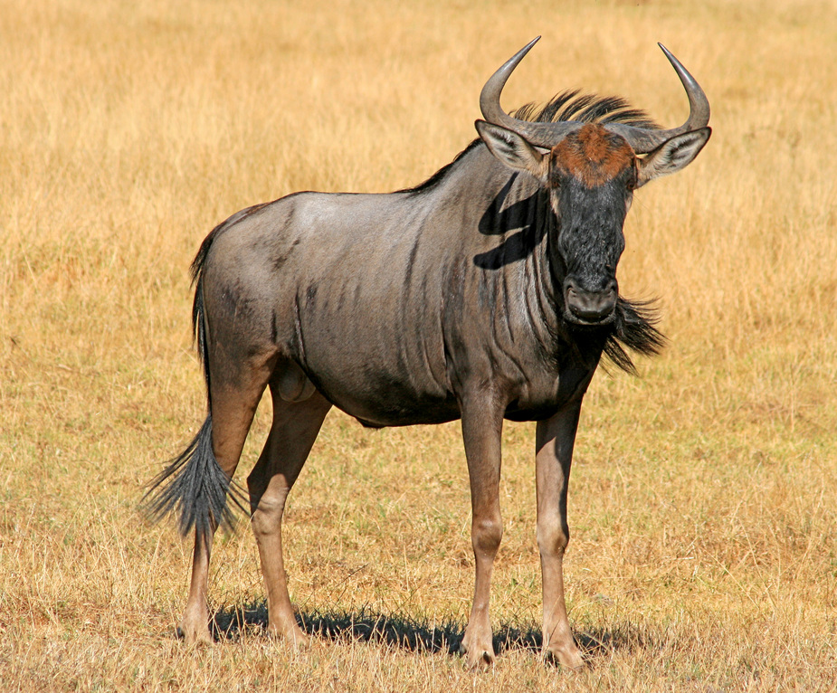 Gnu In Sudafrika Foto Bild Tiere Wildlife Wildlife Sonstige Tiere Bilder Auf Fotocommunity