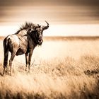 Gnu in unbarmherziger Sonne