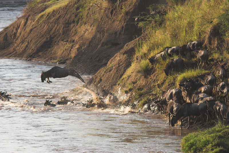 Gnu krossing Mara river