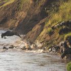 Gnu krossing Mara river